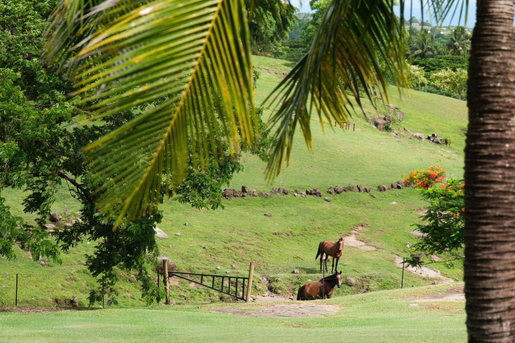 Paradis Sur Terre 6 Bedroom Dual Villas With Pools And Views Lauwaki Exterior photo